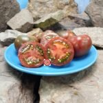 Dwarf Sandy's Stripes Tomato Seeds