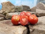 Dwarf Sarah's Red Tomato Seeds