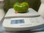 Dwarf Shamrock Tomato