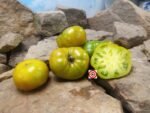 Dwarf Shamrock Tomato Seeds