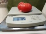 Dwarf Snakebite Tomato