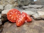 Dwarf Snakebite Tomato Sandwich Tomatoes