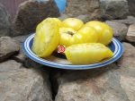Dwarf Summer Sunrise Tomato Seeds