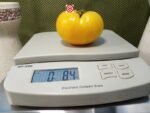 Dwarf Tanager Tomato