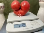 Dwarf Tasty Wine Tomato