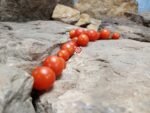 Dwarf Tiny Tim Micro Tomato