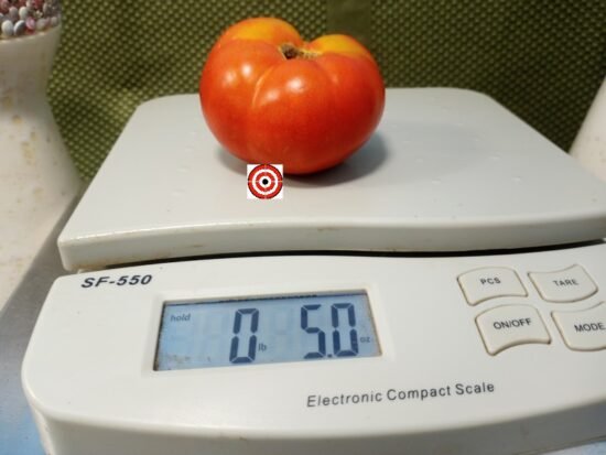 Dwarf Utyonok Tomato