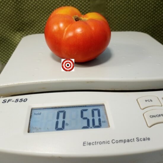 Dwarf Utyonok Tomato