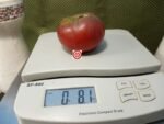 Dwarf Vince's Haze Tomato