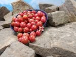Dwarf Whipper Snapper Tomato