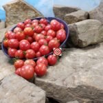 Dwarf Whipper Snapper Tomato