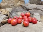 Dwarf Whipper Snapper Tomato Container Tomatoes
