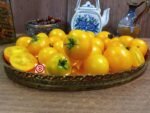 Dwarf Yantarnyi Tomato