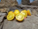 Dwarf Yantarnyi Tomato Container Tomatoes