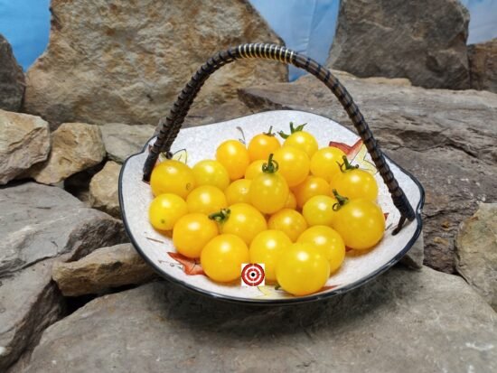 Dwarf Yellow Micro Tomato