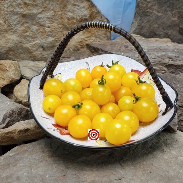 Dwarf Yellow Micro Tomato