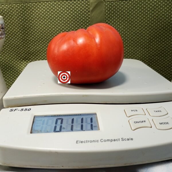 Dwarf Zoe's Sweet Tomato