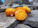 Dynne Tomato Seeds.