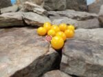 Egg Yolk Cherry Tomato