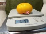Elsie's Fancy Dwarf Tomato