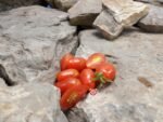 Fioline F2 Tomato