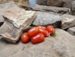 Fioline F2 Tomato Cherry Tomatoes