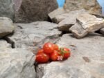 Fioline F2 Tomato seeds