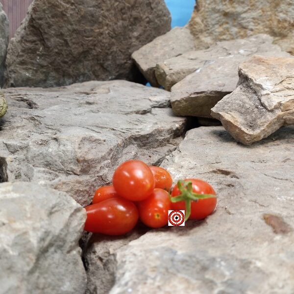 Fioline F2 Tomato seeds