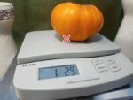 Flat Headed Monster Orange Tomato slicing Tomatoes