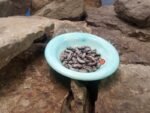 Flood Bean - Image 3