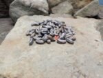 Flood Bean - Image 5