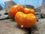 Gary Ibsen's Gold PL Tomato Orange Tomato