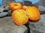 Gary Ibsen's Gold PL Tomato Seeds