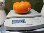 Gary Ibsen's Gold PL Tomato Slicing Tomato