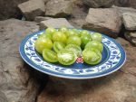 Green Frosted Cherry Tomato