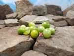 Green Frosted Cherry Tomato Cherry Tomatoes