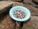 Grey Eyed Greasy Bean - Image 4