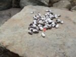 Grey Eyed Greasy Bean - Image 5