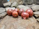 Groovy Tunes Dwarf Tomato