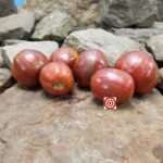 Groovy Tunes Dwarf Tomato