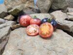 H34 Rot Julie Coer Tomato