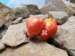 Herzofringe Tomato.