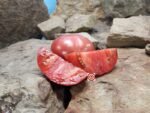 Indian Zebra Tomato Seeds