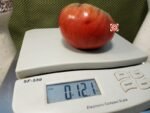 Indian Zebra Tomato Slicing Tomato