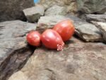 Iraqi Heart Tomato Heirloom Tomato