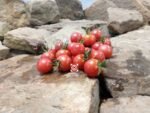 Japanese Pink Cherry Tomato Salad Tomato
