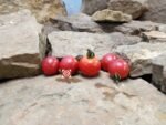 Japanese Pink Cherry Tomato Seeds