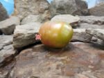 Jungle George Tomato Bi Color Tomato