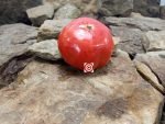 Kickapoo Creek Tomato