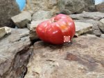 Kickapoo Creek Tomato Seeds